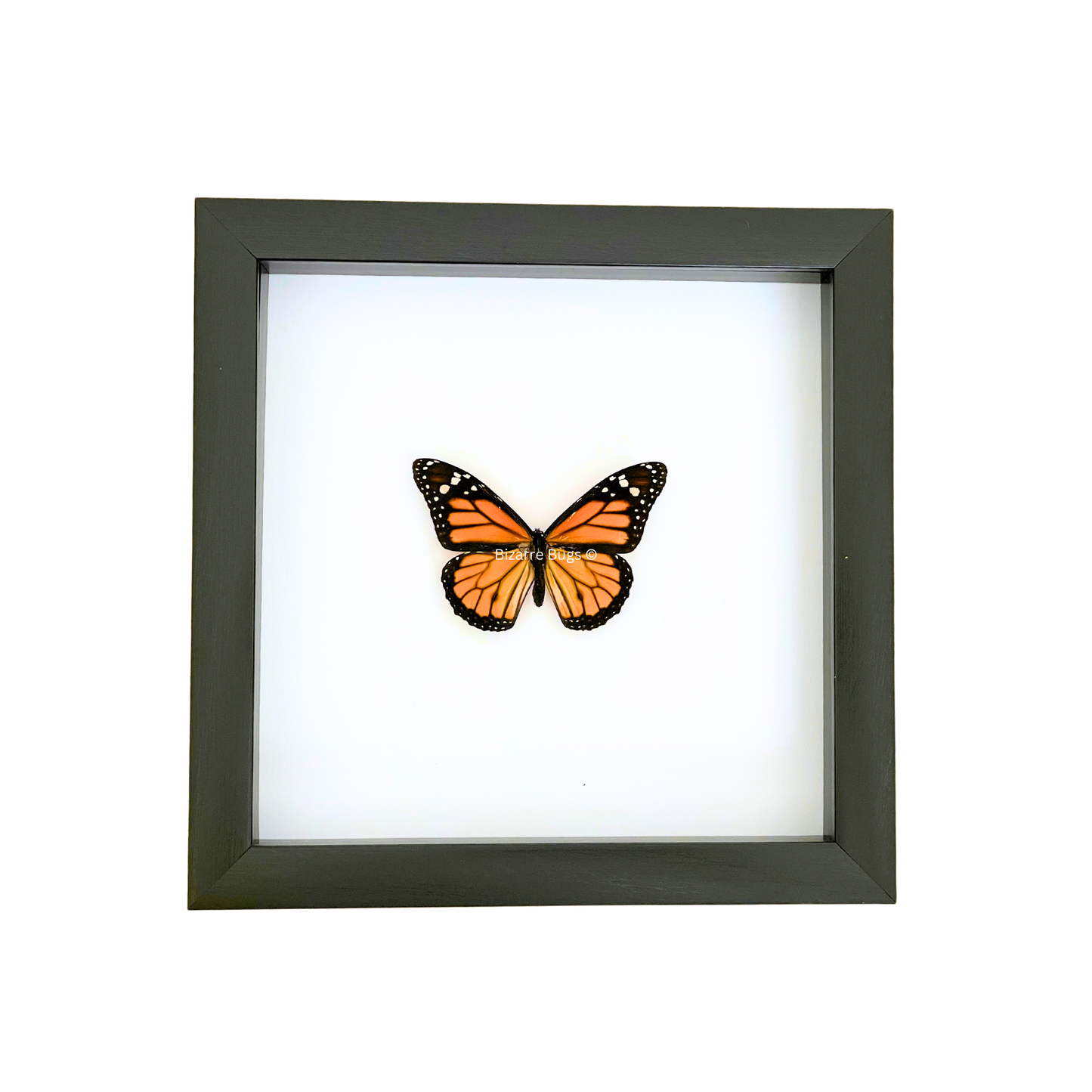 Monarch Butterfly Danaus plexippus Framed Spread Mounted Real Insect Taxidermy