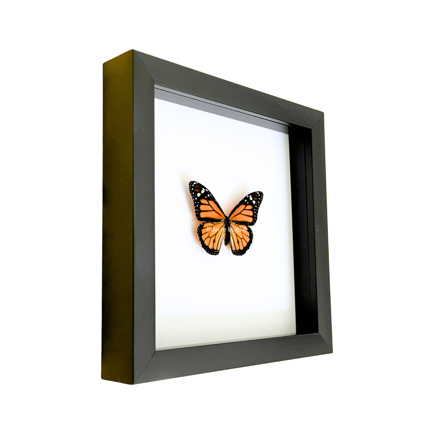 Monarch Butterfly Danaus plexippus Framed Spread Mounted Real Insect Taxidermy