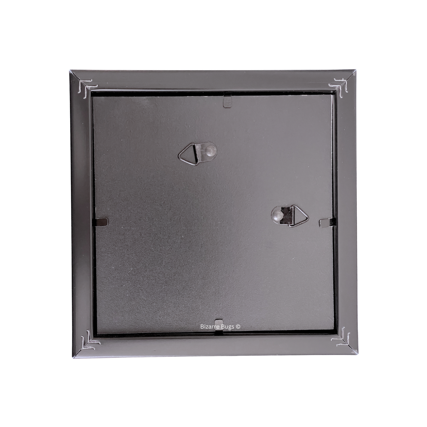 Giant Blue Morpho Butterfly Morpho didius Framed Spread Mounted Real Insect Taxidermy