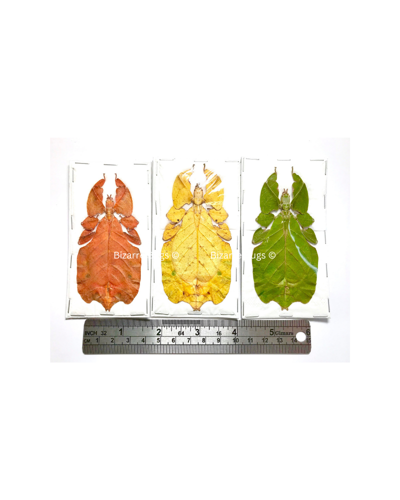 Leaf Insect Phyllium bioculatum pulchrifolium Orange Yellow Green Female Real Insect Taxidermy 3 Pack
