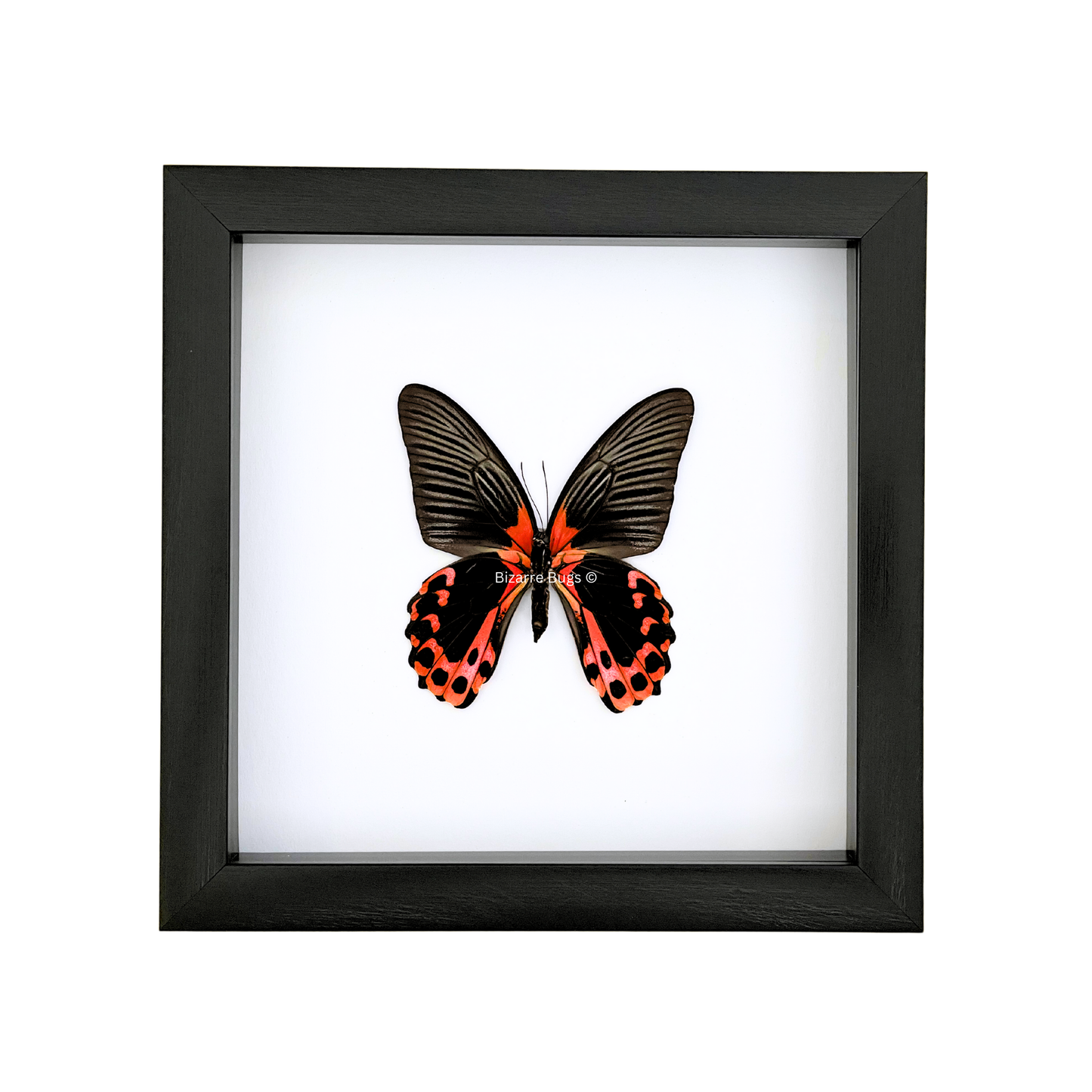 Scarlet Mormon or Red Mormon Swallowtail Butterfly Papilio rumanzovia Framed Spread Mounted Real Insect Taxidermy
