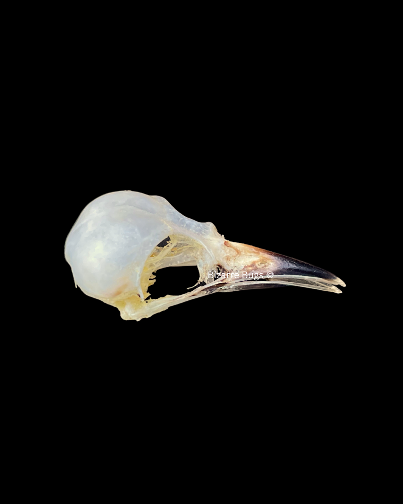 Common Iora Bird Aegithina tiphia scapularis Skull Real Preserved Taxidermy Bones Skull