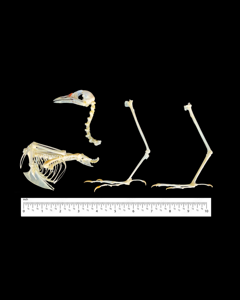 White-Breasted Waterhen Bird Amaurornis phoenicurus Skeleton Real Preserved Taxidermy Bones Skull