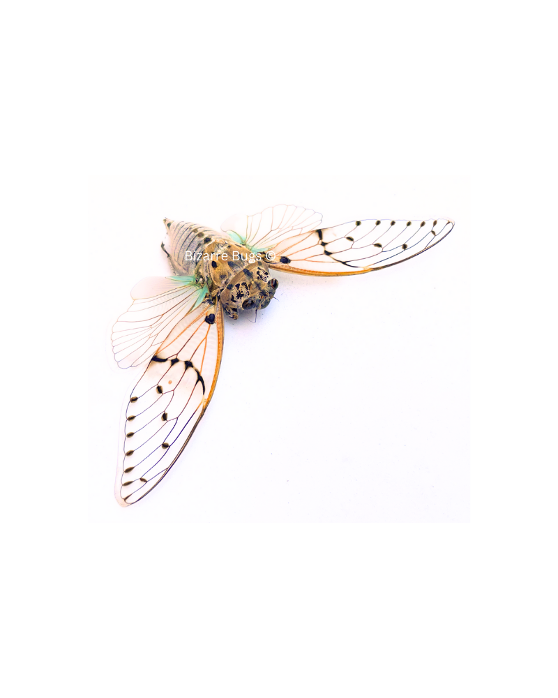 Ghost Cicada Ayuthia spectabile Spread Real Insect Taxidermy