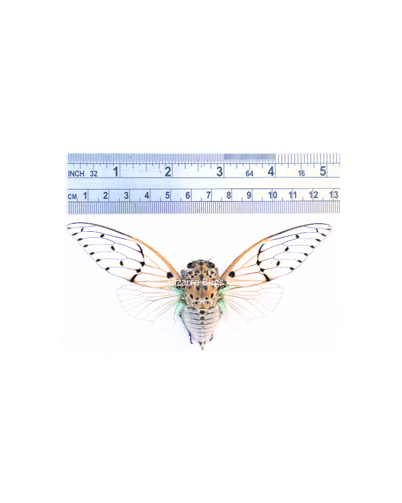Ghost Cicada Ayuthia spectabile Spread Real Insect Taxidermy