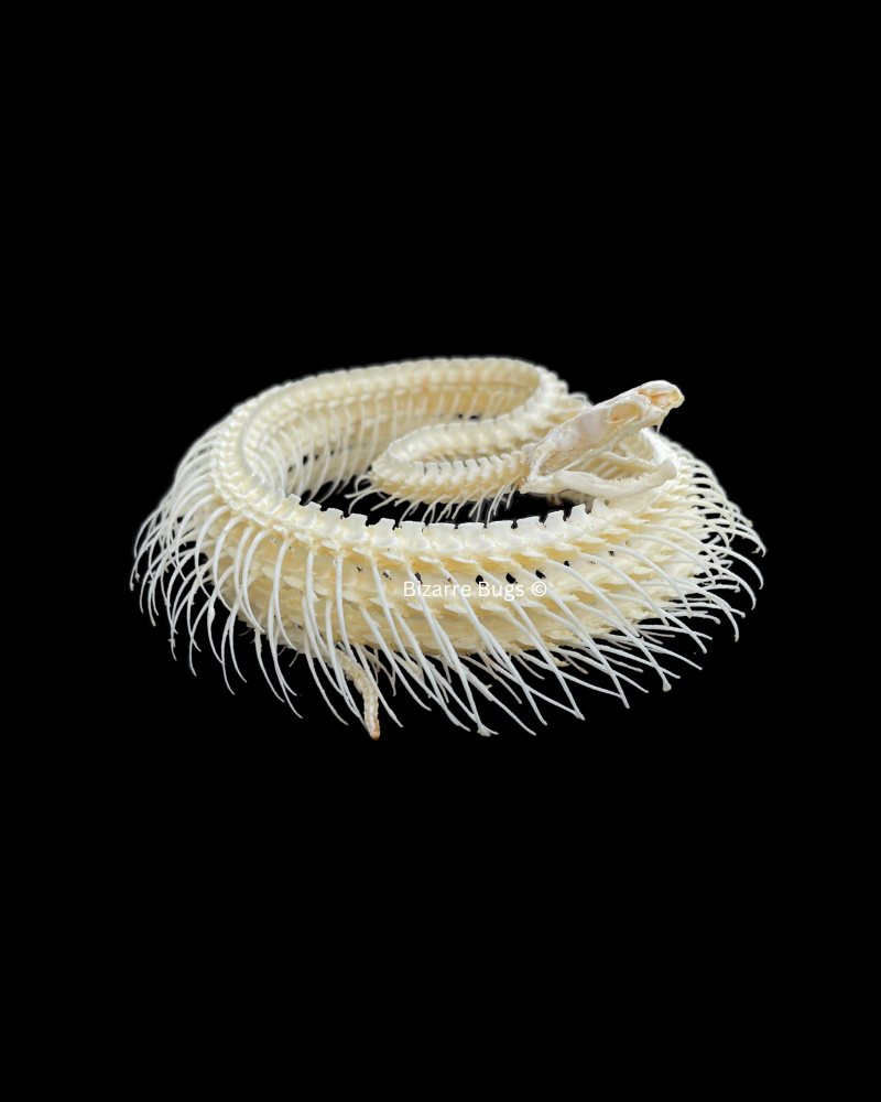 Malayan Krait or Blue Krait Venomous Snake Bungarus candidus Skeleton Coiled Real Preserved Taxidermy Bones