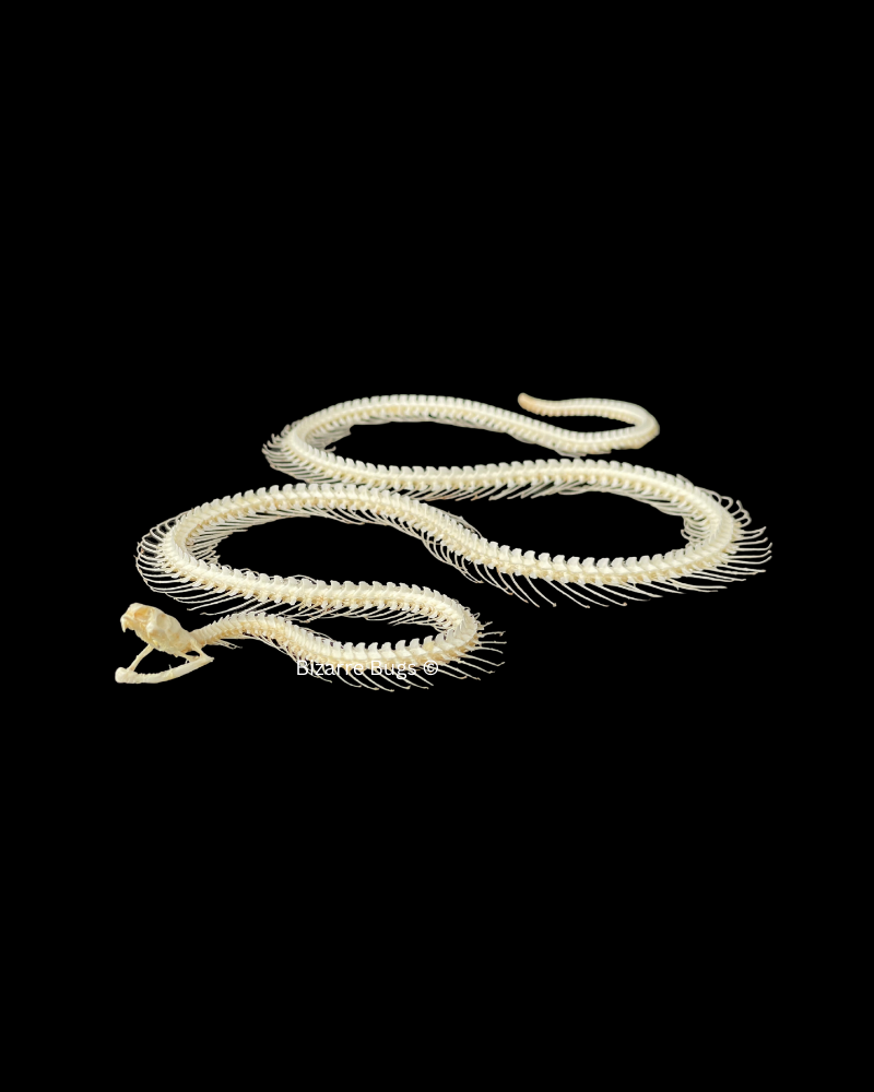 Malayan Krait or Blue Krait Venomous Snake Bungarus candidus Skeleton Curved Real Preserved Taxidermy Bones