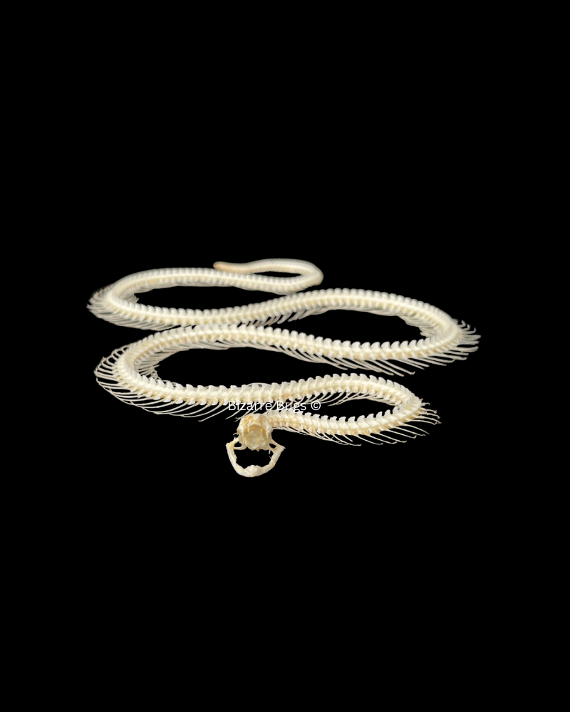 Malayan Krait or Blue Krait Venomous Snake Bungarus candidus Skeleton Curved Real Preserved Taxidermy Bones