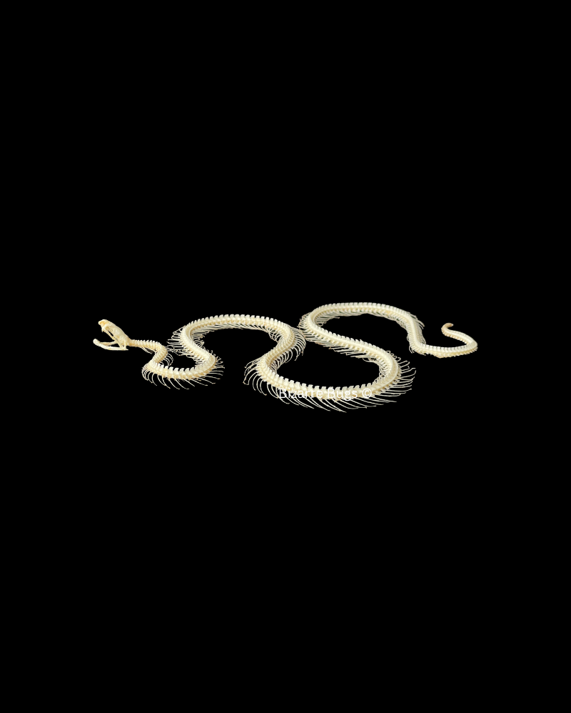 Malayan Krait or Blue Krait Venomous Snake Bungarus candidus Skeleton Curved Real Preserved Taxidermy Bones