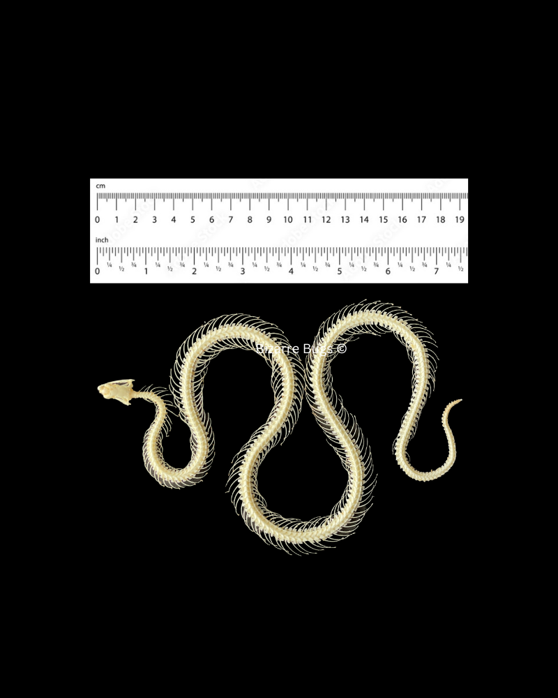 Malayan Krait or Blue Krait Venomous Snake Bungarus candidus Skeleton Curved Real Preserved Taxidermy Bones
