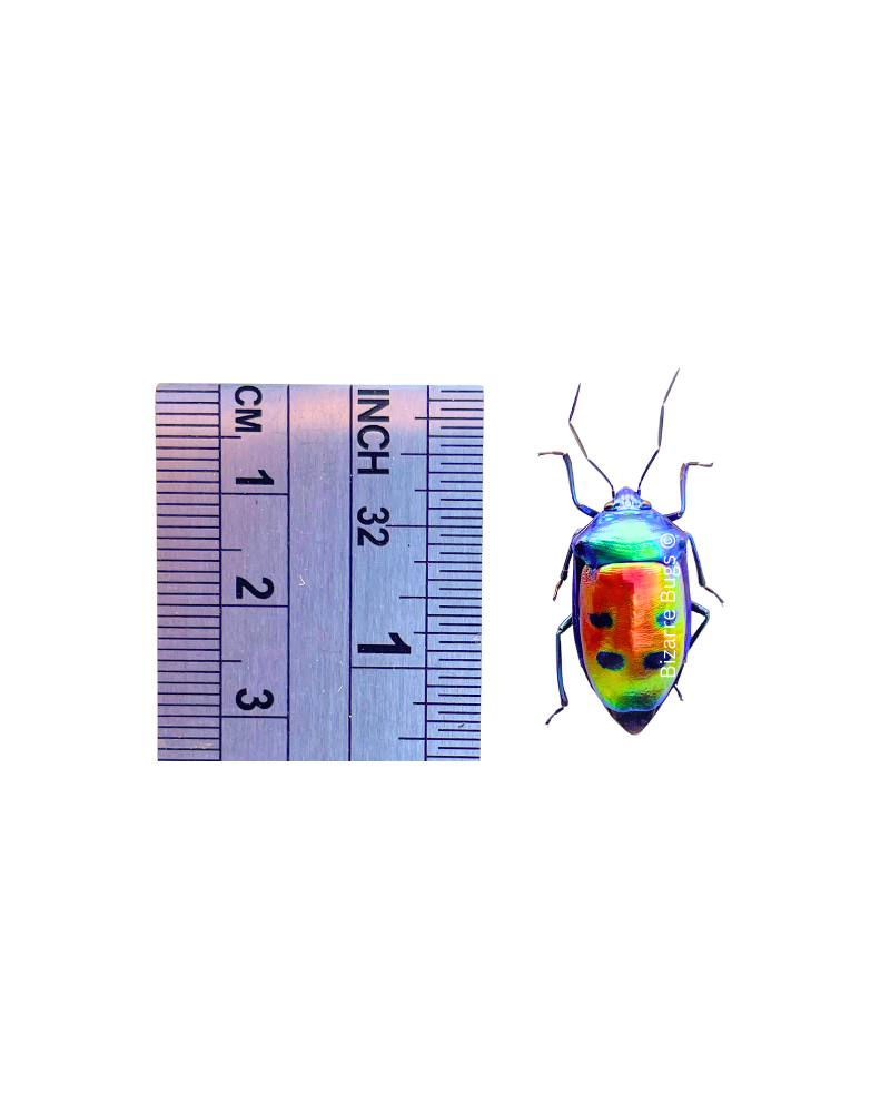 Mangrove Jewel Bug Calliphara caesar Real Insect Taxidermy