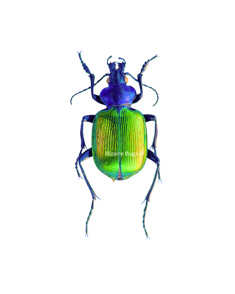 Forest Caterpillar Hunter Beetle Calosoma sycophanta Real Insect Taxidermy