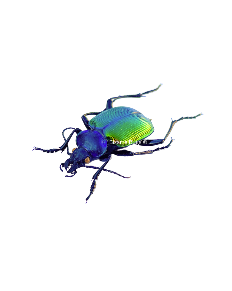 Forest Caterpillar Hunter Beetle Calosoma sycophanta Real Insect Taxidermy