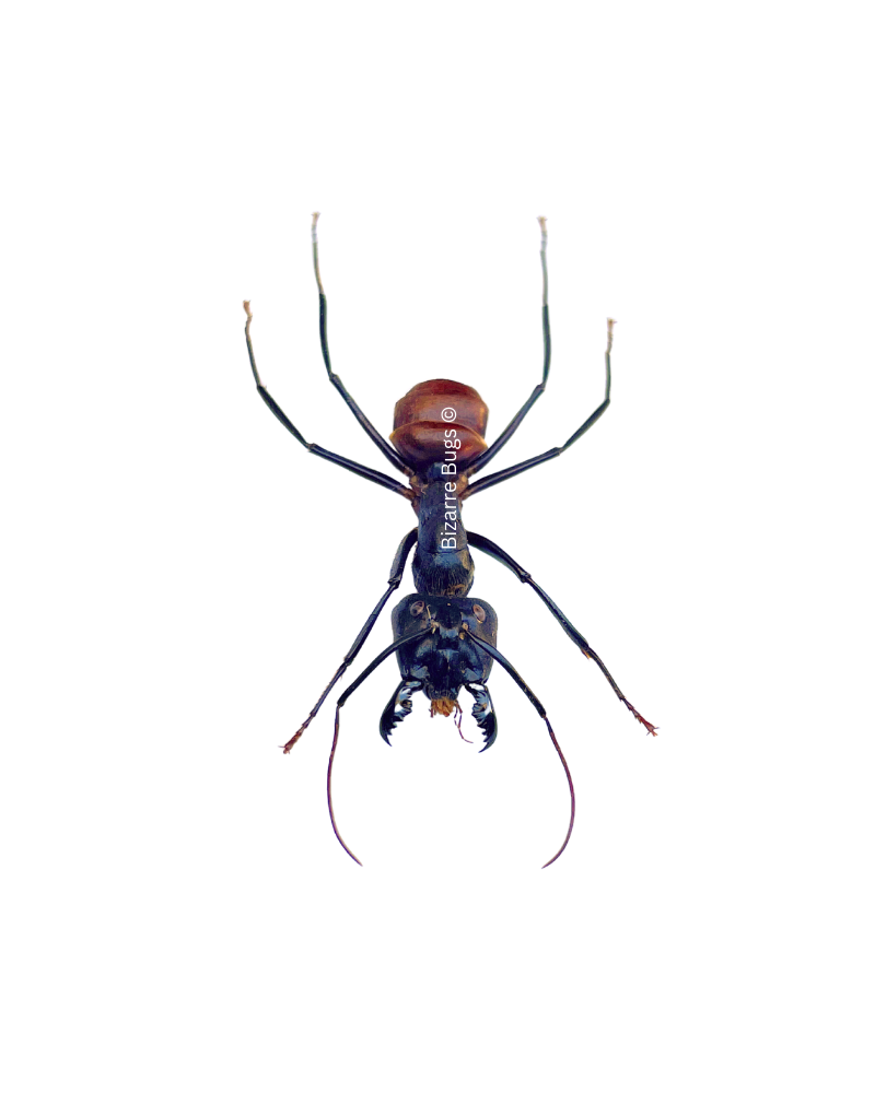 Giant Forest Ant Camponotus gigas Real Insect Taxidermy