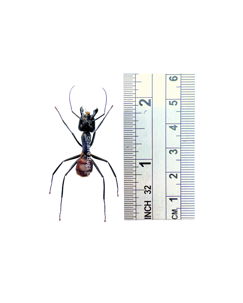 Giant Forest Ant Camponotus gigas Real Insect Taxidermy