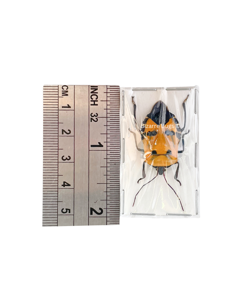 Man Faced Stink Bug Catacanthus incarnatus Real Insect Taxidermy