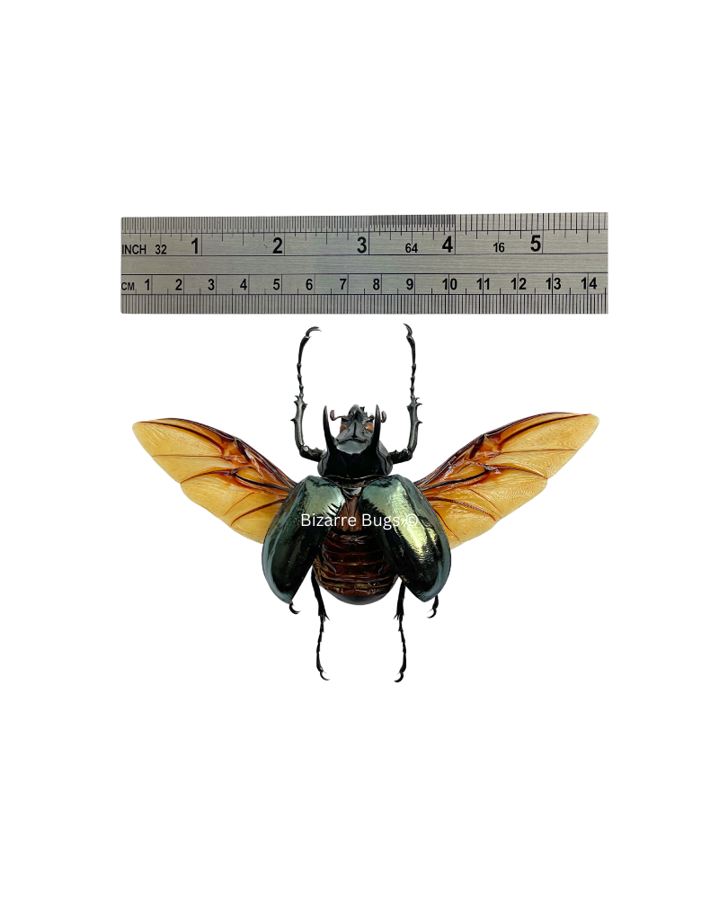Atlas Beetle Chalcosoma atlas Male Spread Real Insect Taxidermy