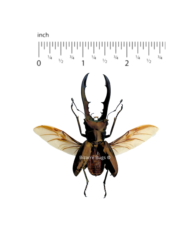 Longjaw Stag Beetle Cyclommatus metallifer finae Spread Male Real Insect Taxidermy