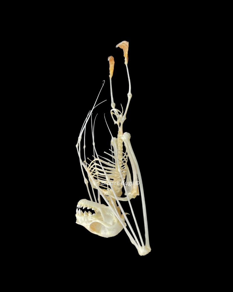 Lesser Short-Nosed Fruit Bat Cynopterus brachyotis Skeleton Hanging Real Preserved Taxidermy