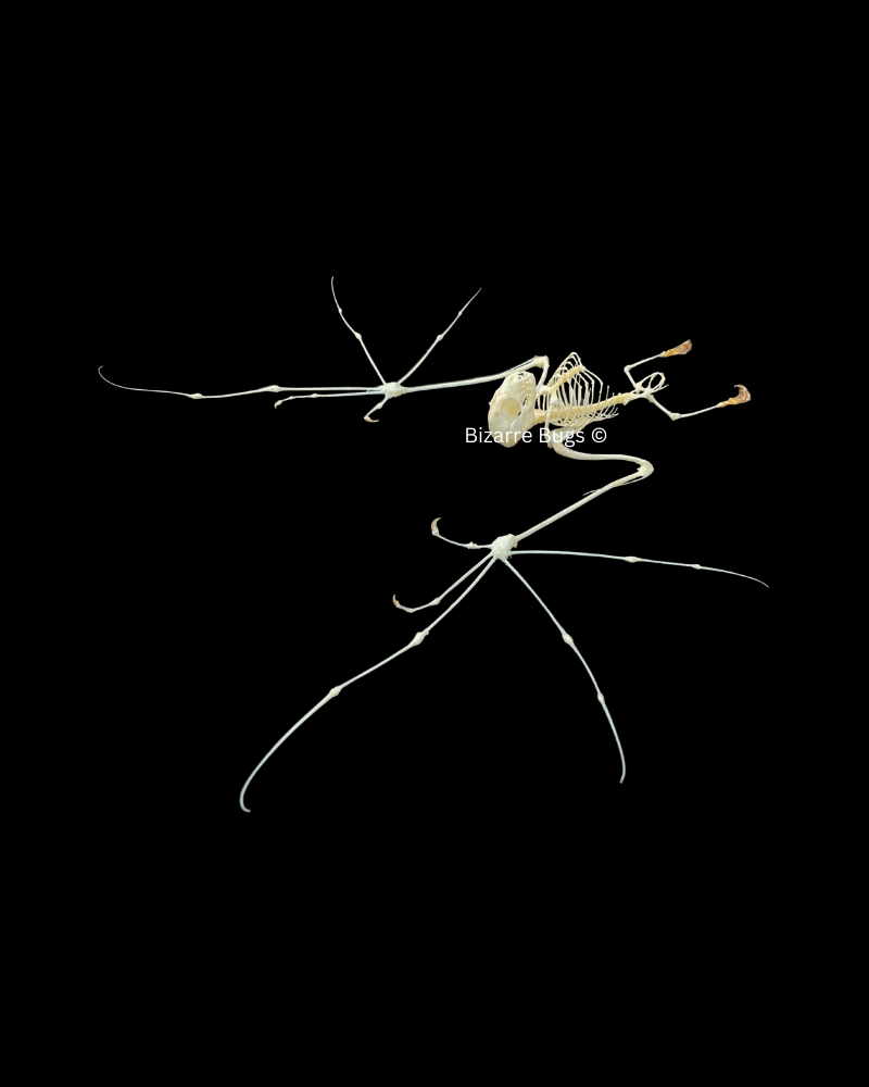 Lesser Short-Nosed Fruit Bat Cynopterus brachyotis Skeleton Spread Real Preserved Taxidermy