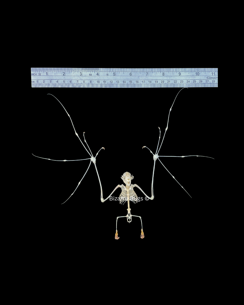 Lesser Short-Nosed Fruit Bat Cynopterus brachyotis Skeleton Spread Real Preserved Taxidermy