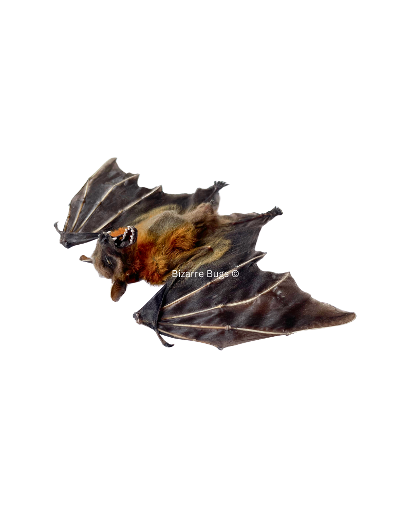 Lesser Short-Nosed Fruit Bat Cynopterus brachyotis Half Spread Real Preserved Taxidermy Specimen