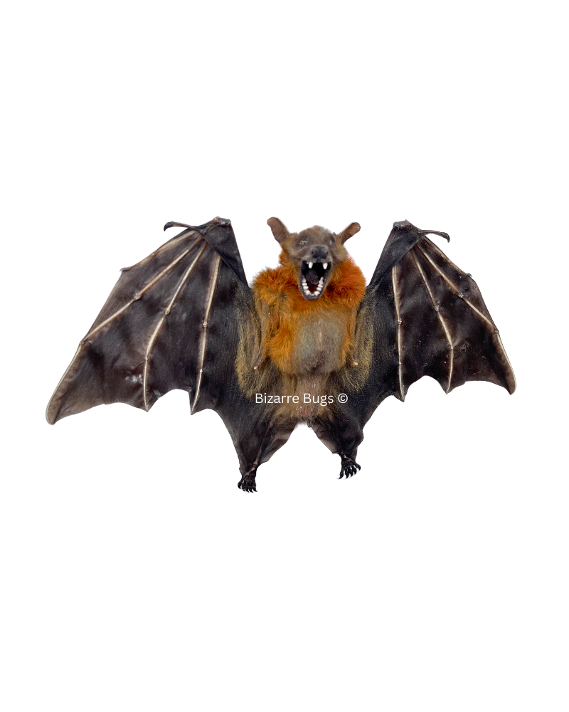 Lesser Short-Nosed Fruit Bat Cynopterus brachyotis Half Spread Real Preserved Taxidermy Specimen