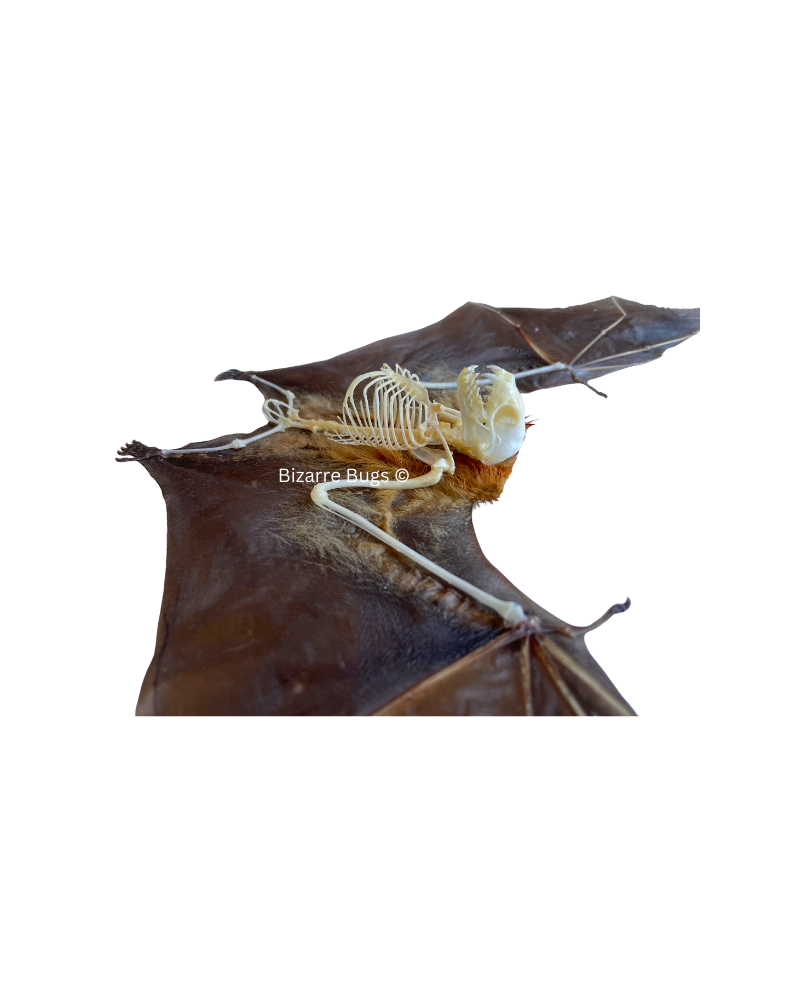 Lesser Short-Nosed Fruit Bat Cynopterus brachyotis Spread Winged Skeleton Real Preserved Taxidermy Specimen