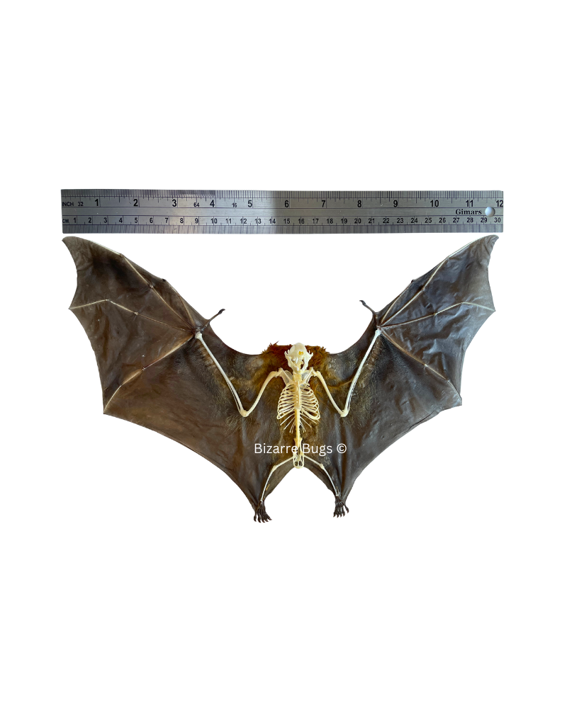 Lesser Short-Nosed Fruit Bat Cynopterus brachyotis Spread Winged Skeleton Real Preserved Taxidermy Specimen