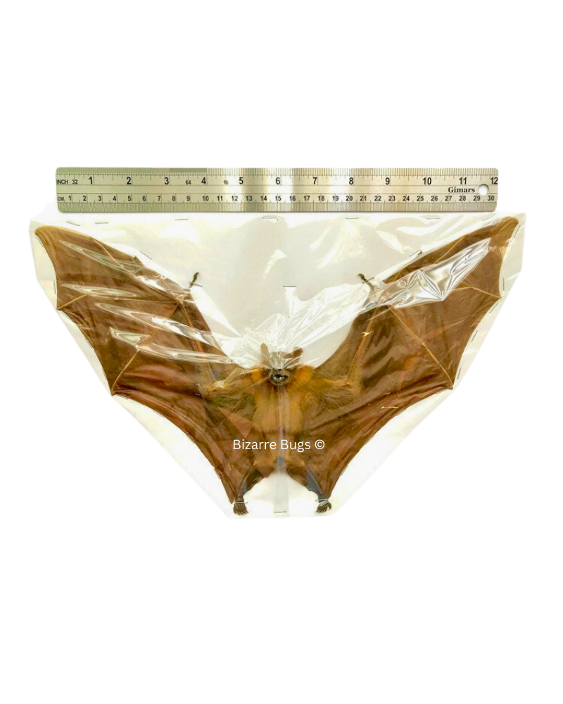Lesser Short-Nosed Fruit Bat Cynopterus brachyotis Spread Real Preserved Taxidermy Specimen