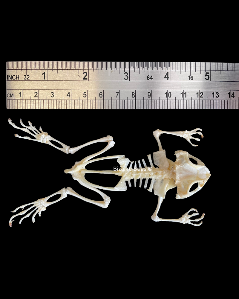 Asian Common Toad Duttaphrynus melanostictus Spread Skeleton Real Preserved Taxidermy