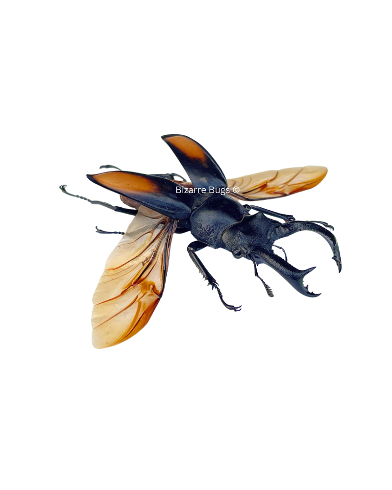 Fighting Giant Stag Beetle Hexarthrius parryi Male Real Insect Taxidermy