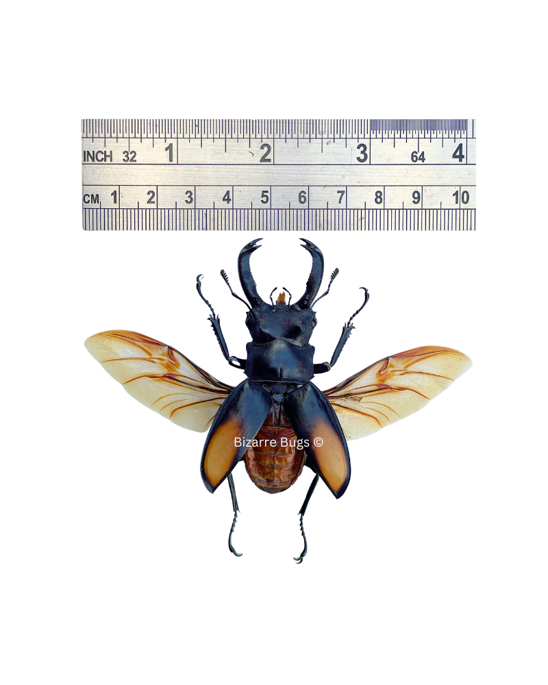 Fighting Giant Stag Beetle Hexarthrius parryi Male Real Insect Taxidermy