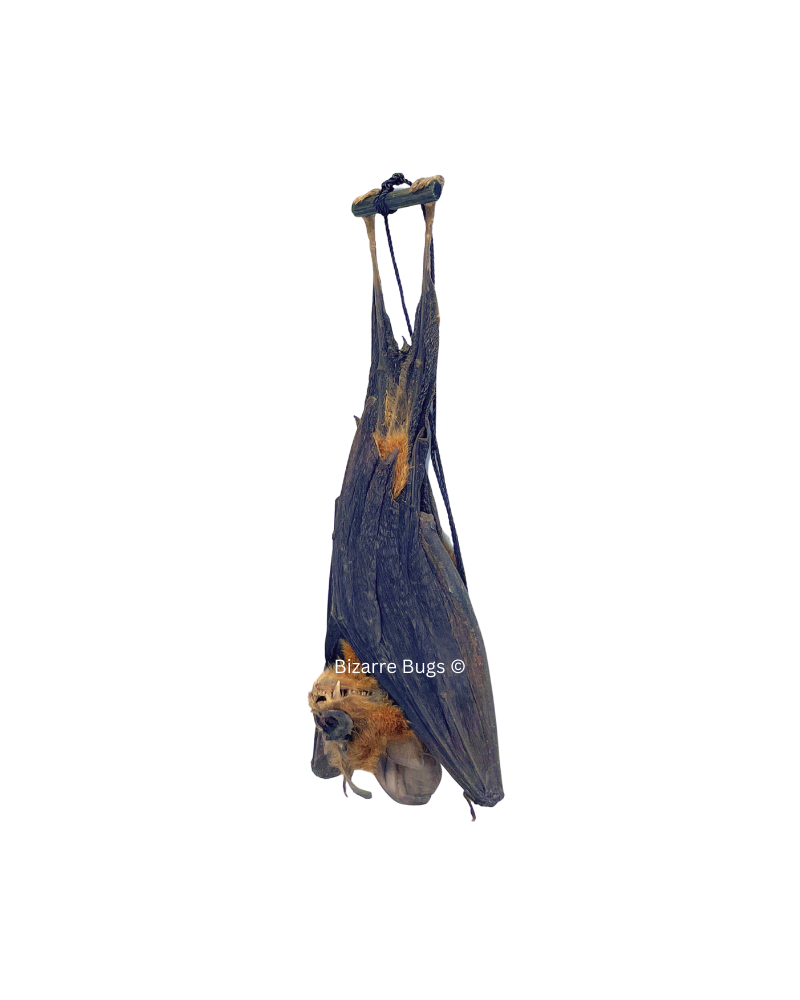 Bicolored Leaf-Nosed or Roundleaf Bat Hipposideros bicolor Hanging Real Preserved Taxidermy Specimen