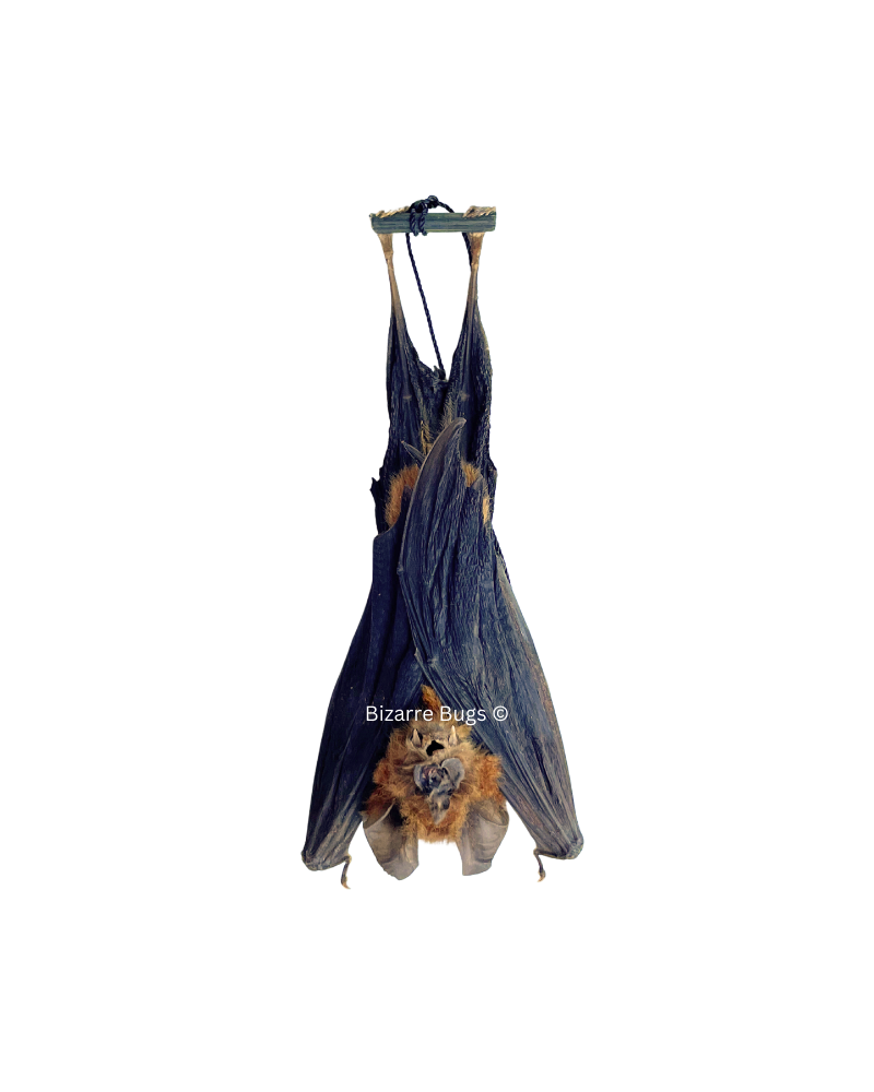 Bicolored Leaf-Nosed or Roundleaf Bat Hipposideros bicolor Hanging Real Preserved Taxidermy Specimen
