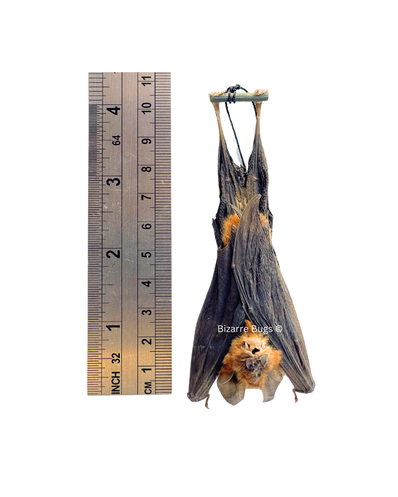 Bicolored Leaf-Nosed or Roundleaf Bat Hipposideros bicolor Hanging Real Preserved Taxidermy Specimen