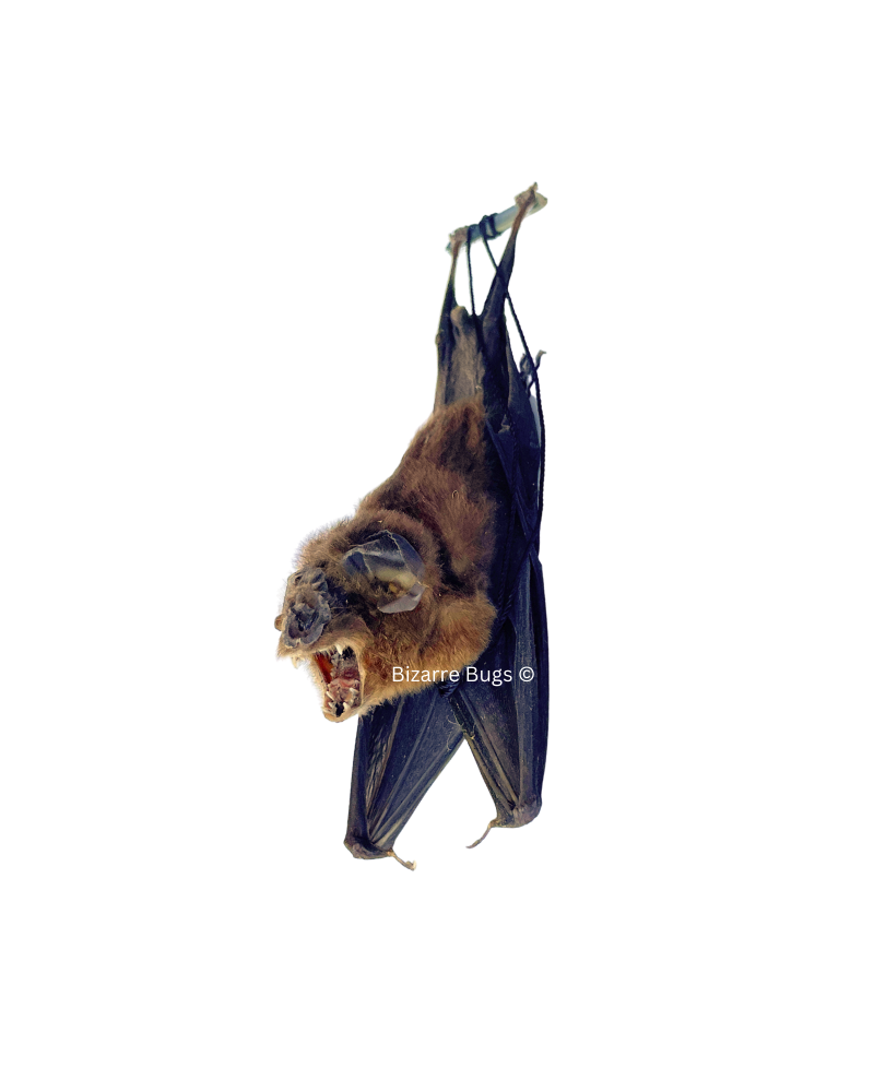 Bicolored Leaf-Nosed or Roundleaf Bat Hipposideros bicolor Hanging Back Real Preserved Taxidermy Specimen