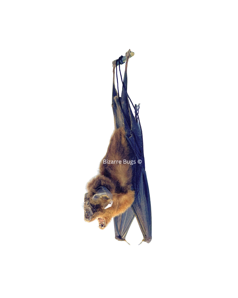 Bicolored Leaf-Nosed or Roundleaf Bat Hipposideros bicolor Hanging Back Real Preserved Taxidermy Specimen