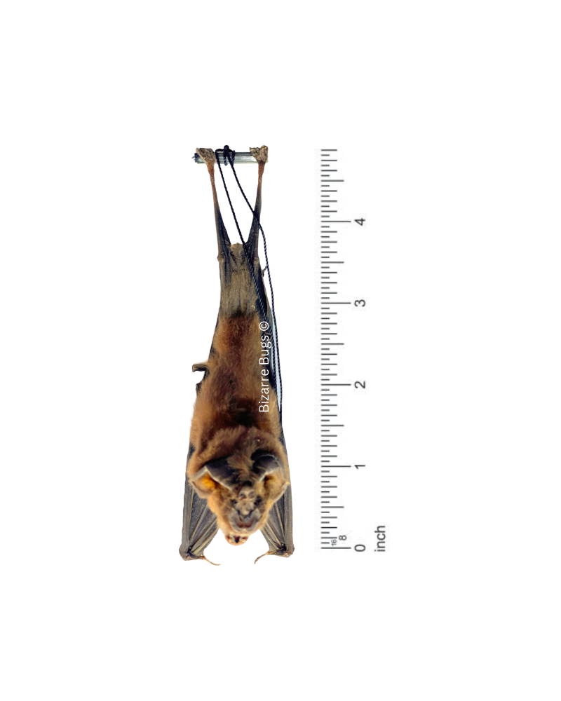 Bicolored Leaf-Nosed or Roundleaf Bat Hipposideros bicolor Hanging Back Real Preserved Taxidermy Specimen