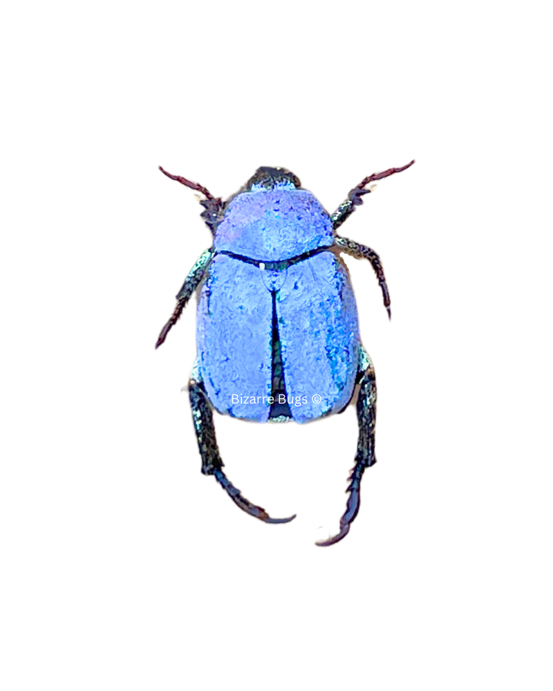 Iridescent Blue Scarab Beetle Hoplia coerulea Real Insect Taxidermy