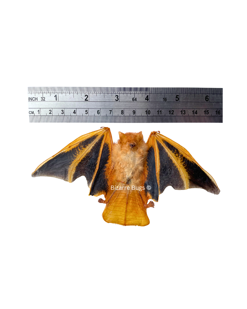 Painted Bat Kerivoula picta Half Spread Real Preserved Taxidermy