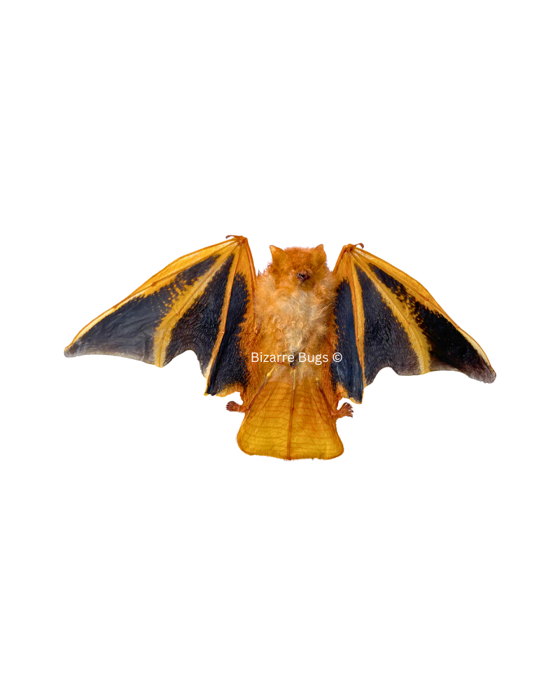 Painted Bat Kerivoula picta Half Spread Real Preserved Taxidermy