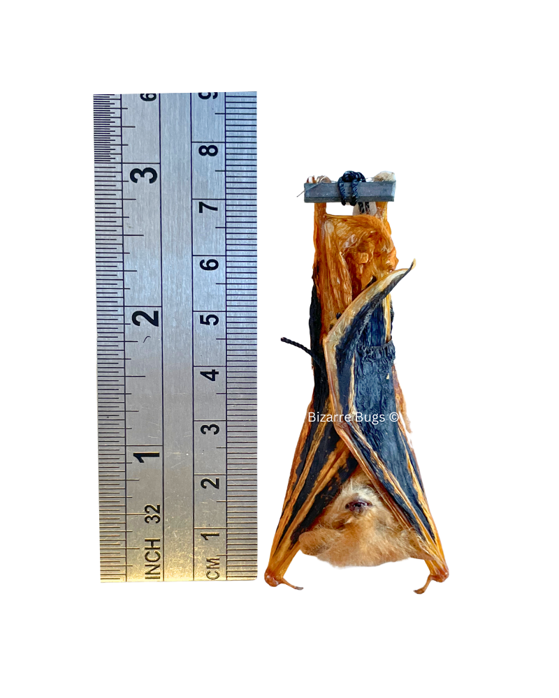 Painted Bat Kerivoula picta hanging Real Preserved Taxidermy