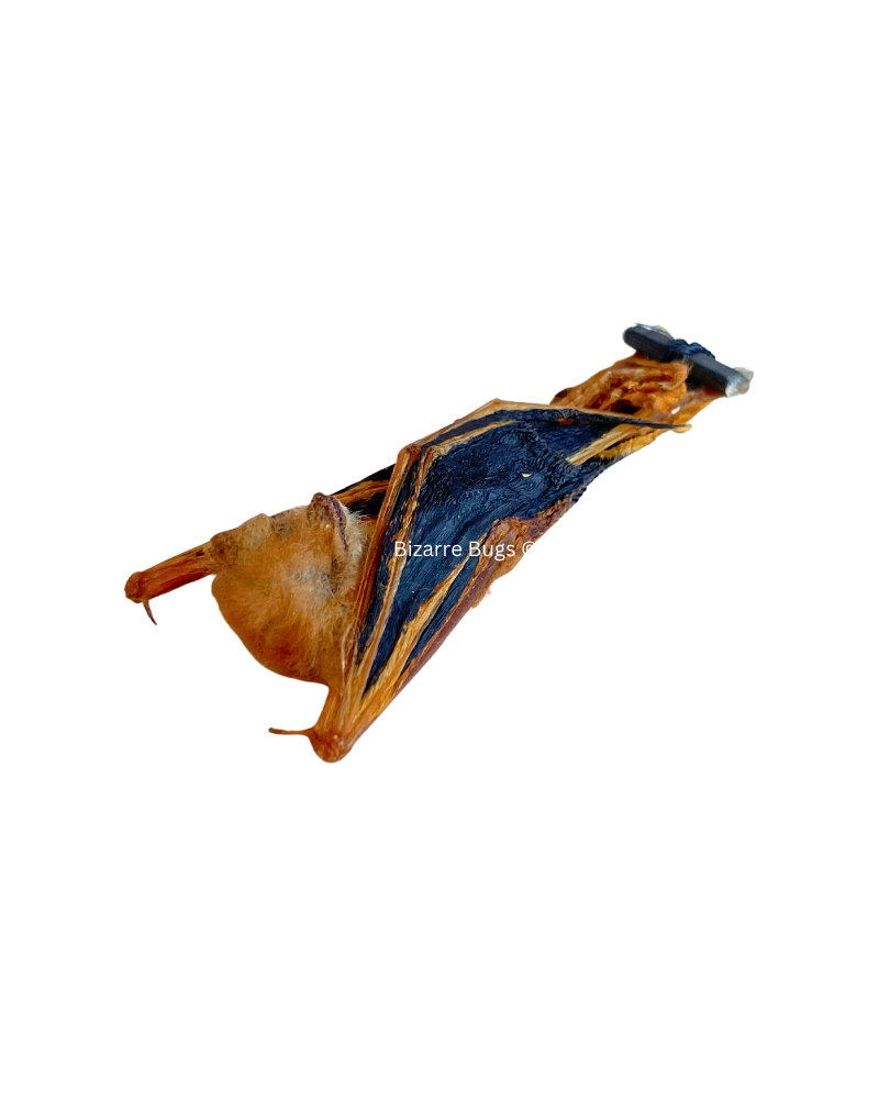 Painted Bat Kerivoula picta hanging Real Preserved Taxidermy