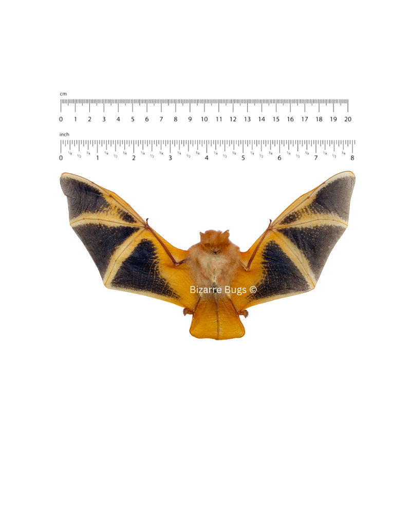 Painted Bat Kerivoula picta Spread Real Preserved Taxidermy