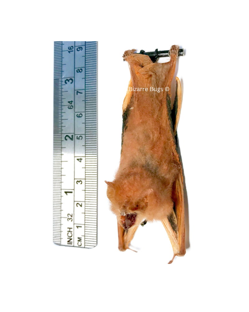 Painted Bat Kerivoula picta Hanging Back Real Preserved Taxidermy Specimen