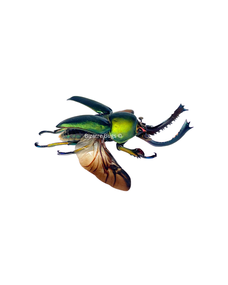 Sawtooth Stag Beetle Lamprima adolphinae Spread Male Real Insect Taxidermy
