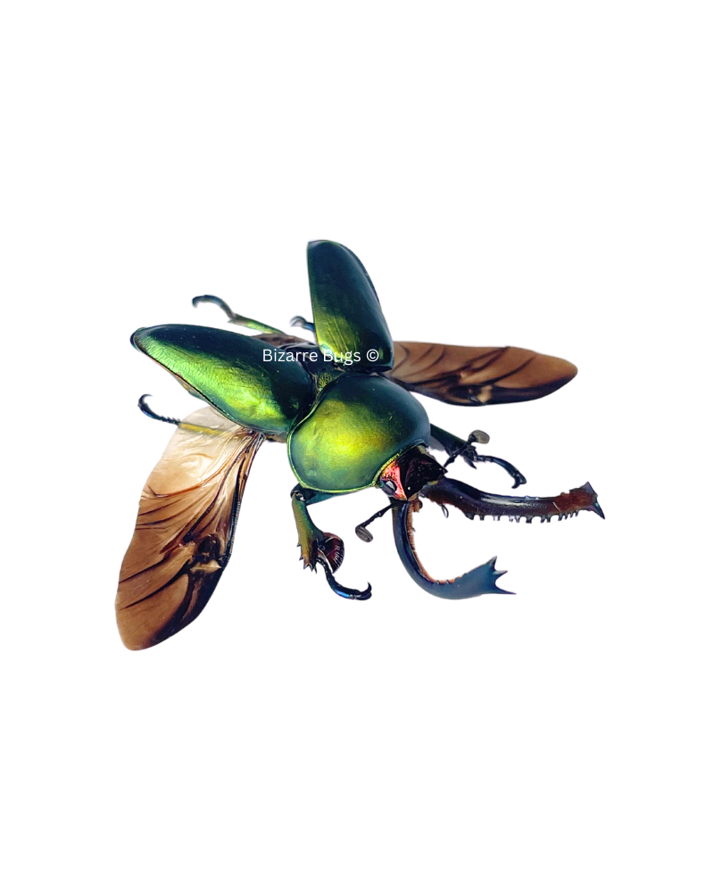 Sawtooth Stag Beetle Lamprima adolphinae Spread Male Real Insect Taxidermy