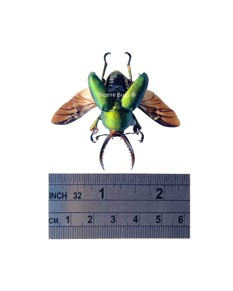 Sawtooth Stag Beetle Lamprima adolphinae Spread Male Real Insect Taxidermy