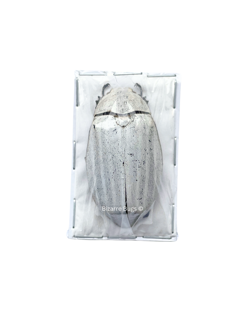 Sugarcane White Beetle Lepidiota stigma Real Insect Taxidermy